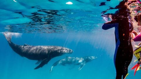 Certified divers in wetsuits observe two whales swimming underwater, enjoying a unique ecotourism experience.