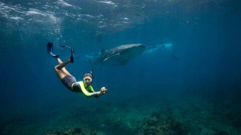 A snorkeler swims underwater near a large whale shark in clear blue ocean water, enjoying an ecotourism adventure.