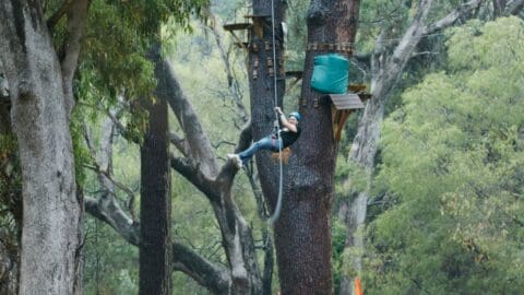 A person wearing a helmet and harness is zip-lining through a forested area with trees and adventure course platforms visible in the background, experiencing an exciting ecotourism adventure.