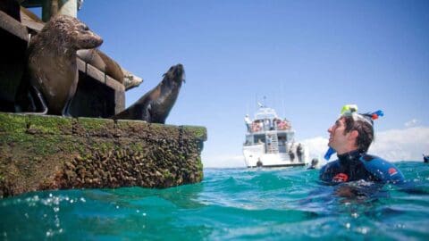 A snorkeler in blue waters observes sea lions resting on a wooden pier, with a tour boat and other people seen in the background, embracing the serene beauty of nature.