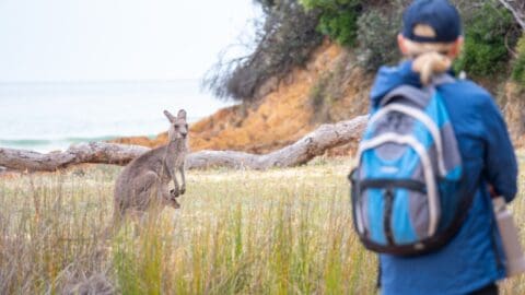 A person with a blue backpack observes a kangaroo standing on grassy terrain near a rocky shoreline, with the ocean in the background, highlighting the beauty of ecotourism.