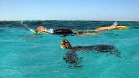 A swimmer in a snorkel glides near the surface of clear turquoise water while a sea turtle swims nearby, showcasing the beauty of sustainable ecotourism.