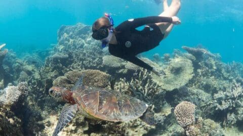 A snorkeler equipped with certification swims over a vibrant coral reef alongside a sea turtle in clear blue water, enjoying the wonders of nature.