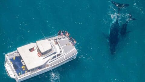 Aerial view of a boat with people on deck observing two whales swimming nearby in clear blue ocean water, showcasing the beauty of nature and ecotourism.