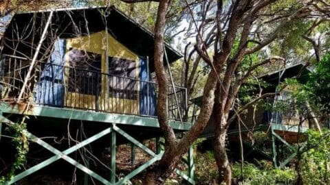 Two elevated wooden cabins with canvas walls are nestled among trees in a forest setting, offering sustainable accommodation in nature.