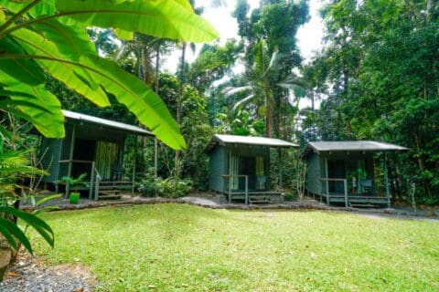 Three small green cabins with porches are nestled among tall tropical trees in Cape Tribulation; a grassy area is in front of the cabins, perfect for relaxing after an Ocean Safari.