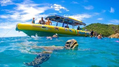 People on a yellow boat in clear blue water with a sea turtle swimming near the surface, green hills are visible in the background under a bright blue sky. Enjoy this sustainable tour and make unforgettable memories.