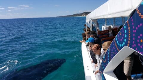 A group of people aboard a boat observe a submerged whale near the ocean surface, with a coastline visible in the background, showcasing the beauty of nature and ecotourism.