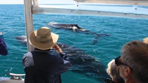 People on a sustainable tour observe three whales swimming near the surface of clear blue water.