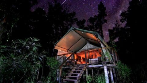 A lit-up tent with a porch, nestled among trees, offers a serene accommodation under a clear starry night sky.