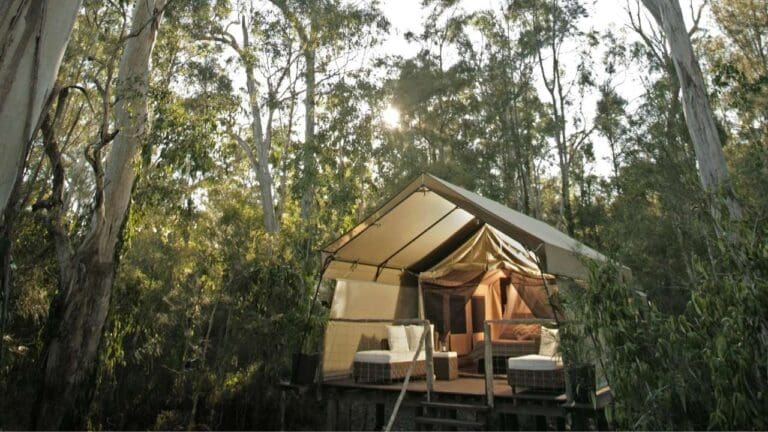 A glamping tent is set up on a raised wooden platform amidst a forest of tall trees, with sunlight filtering through the canopy, offering an idyllic nature accommodation experience perfect for ecotourism enthusiasts.

