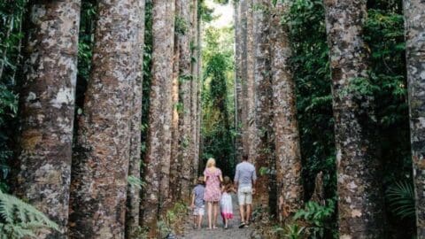 A group of four people, including two children, walk along a narrow path surrounded by tall trees in a dense forest on their nature tour.