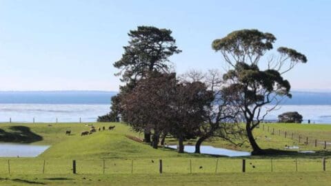 A green pasture at the sea with trees and cows grazing on.