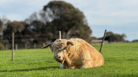 A light brown cow with with bowed horns lays on a green pasture.