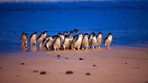 A group of penguins huddled together on a sandy beach at dusk with the ocean in the background, creating a stunning scene perfect for ecotourism enthusiasts.