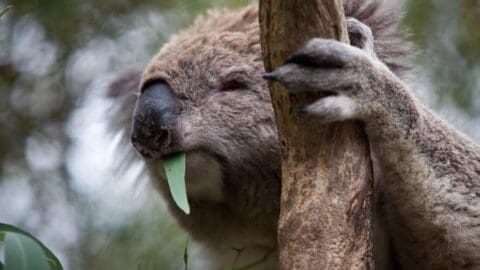 A koala clings to a tree trunk while chewing on a eucalyptus leaf, with eyes partially closed, showcasing the serene beauty of nature.