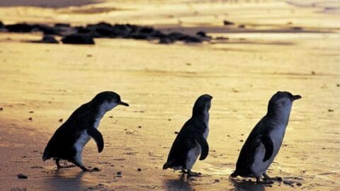 Three penguins walking on a beach during sunset with the sea and rocks in the background make for a must-see tour.