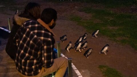 Two people sit on a wooden platform, immersed in nature, observing a group of penguins walking on the ground at dusk.