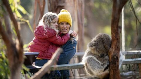 A woman holding a child in her arms stands near a sleeping koala in an environmentally sustainable wildlife sanctuary.