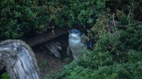 A small penguin stands among dense foliage, partially shielded by a shrub, offering visitors a unique sight during their sustainable tour.