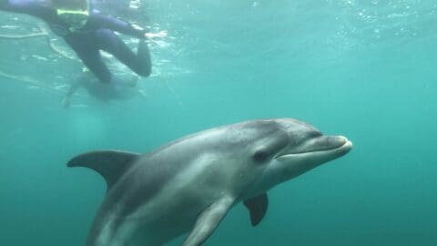 A person wearing snorkeling gear swims near a dolphin underwater in the crystal-clear waters off Polperro.