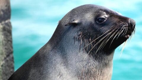 Close-up of a seal's head and upper body, facing right as it swims. The background is out of focus, with a blue-green hue suggesting water near Polperro. The seal's whiskers and smooth, dark grey fur are clearly visible.