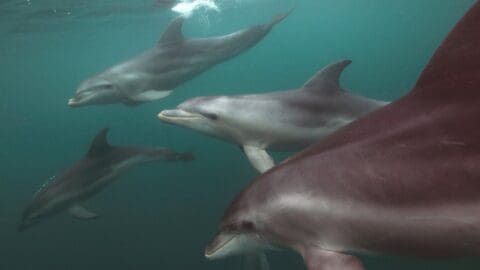 Underwater view of four dolphins swimming together in the blue-green waters near Polperro.