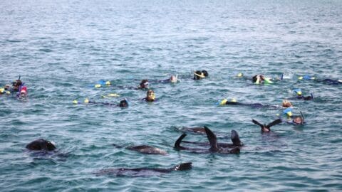 People snorkeling in the ocean near Polperro are delighted as several sea lions and a playful dolphin swim nearby.
