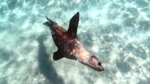 A sea lion swims underwater in the clear, sunlit waters of Polperro, with bubbles surrounding its body.