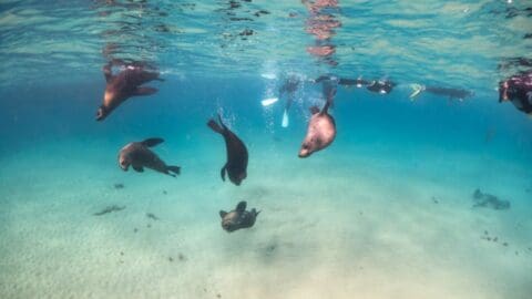 Several sea lions swim underwater close to the sandy ocean floor as snorkelers observe from above, reminiscent of a day at Polperro where dolphins might also join the aquatic ballet.