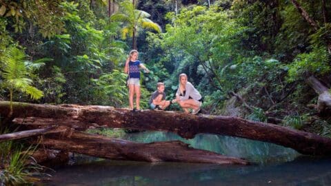 Three people pose on a fallen tree bridge over a stream in a dense forest, surrounded by lush greenery.