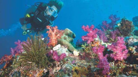 A scuba diver swims near a vibrant coral reef with pink, purple, and yellow corals in clear blue water, showcasing the beauty of nature and promoting sustainable ecotourism.