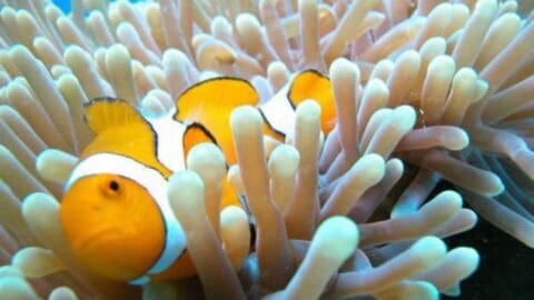 A clownfish swims among the tentacles of a sea anemone in this nature-filled underwater scene.