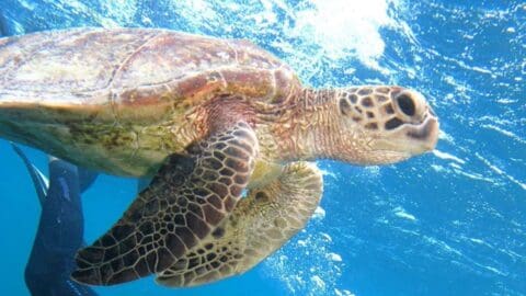 A sea turtle swims underwater with fins outstretched, against a backdrop of blue ocean water, showcasing the beauty of nature.