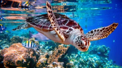 A sea turtle swims near a coral reef surrounded by small colorful fish in clear blue water, right by where Red Cat Adventures often explores.