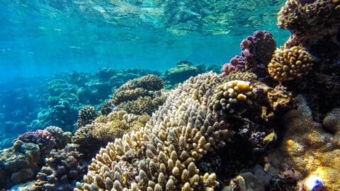 A vibrant underwater scene features colorful coral formations of various shapes and sizes in clear blue water, perfect for exploration with Red Cat Adventures.