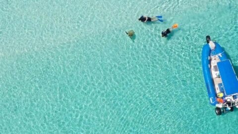 Two snorkelers swim near a sea turtle beside a blue boat in the clear turquoise waters, enjoying an adventure with Tasman Venture.