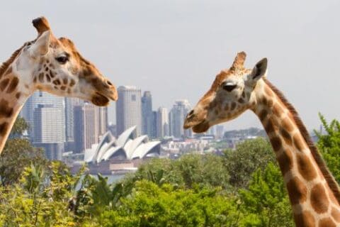 Two giraffes stand in the foreground with a view of the Sydney Opera House and city skyline in the background, showcasing Australia's Taronga Zoo's dedication to conservation.