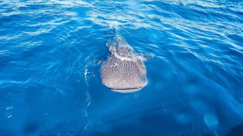 A whale shark swims near the ocean surface with its mouth open in clear blue water, just off the coast of Sal Salis at Ningaloo Reef.