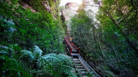 A red cable car ascends through a lush, verdant forest surrounded by steep cliffs under bright light, offering an unparalleled ecotourism experience.