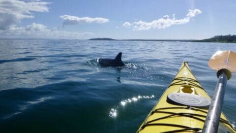 A yellow kayak is on calm ocean waters with a dolphin's fin visible in the distance, promoting a sense of ecotourism. The sky is partly cloudy.