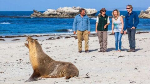 A large seal sits on a sandy beach near the ocean, while four smiling people stand nearby, enjoying the beauty of ecotourism against a rocky shoreline in the background.