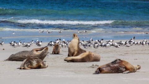 Sea lions rest on a sandy beach as a group of seagulls stand near the shoreline, with the ocean in the background. This scene is perfect for an ecotourism tour, offering visitors a natural and serene accommodation experience.