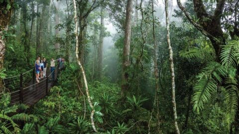 A group of people stand on a wooden walkway amidst dense, misty rainforest vegetation, embracing the essence of sustainable ecotourism.