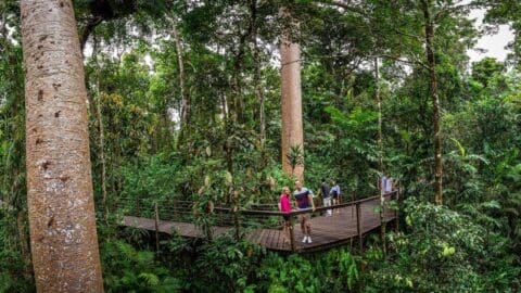 A group of people walks along a raised wooden platform surrounded by dense, vibrant forest, fully immersed in the beauty of nature.