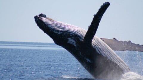 A humpback whale breaches out of the ocean, with water splashing around its body against a backdrop of clear blue sky and calm sea, creating an unforgettable moment for anyone on an ecotourism adventure.