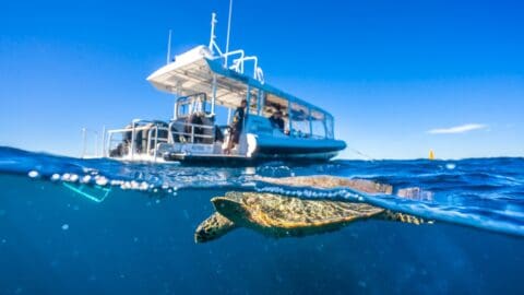A sea turtle swims underwater near the surface with a boat floating above it. The clear blue sky and ocean create a vibrant backdrop, showcasing the beauty of nature.
