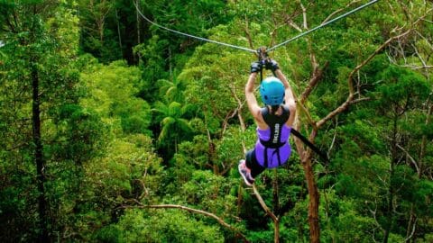 A person wearing a helmet and harness ziplining over the lush green forest of Tamborine Mountain, surrounded by the tall trees and dense foliage of Thunderbird Park.