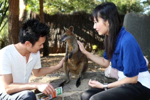 Two people, one petting a small kangaroo-like animal and the other holding a Taronga brochure, sit on a rock outdoors in a shaded area, immersed in the beauty of Australian wildlife and conservation efforts.