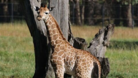 A giraffe looking into the camera with a tree and grassland in the background.